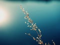 Golden grassy plant with small shinning seeds