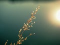 Golden grassy plant with small shinning seeds