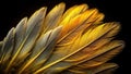 Golden and gray bird feathers arranged in a fan shape against a black background. Generative AI Royalty Free Stock Photo