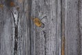 Golden Gray wood texture