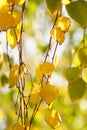 Golden and green birch tree leaves on the branches in autumn gar Royalty Free Stock Photo