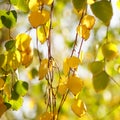 Golden and green birch tree leaves on the branches in autumn garden, sunny day, selective focus, natural background Royalty Free Stock Photo