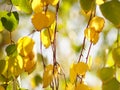 Golden and green birch tree leaves on the branches in autumn garden, sunny day, selective focus, natural background Royalty Free Stock Photo