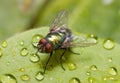 Golden-green Bottle Fly On A Leaf, Three Quarters