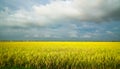 Golden green paddy field