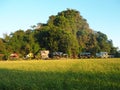 Golden Green Paddy Field Malaysia