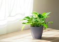 Golden green pothos or Epipremnum aureum on table at window in home and garden. Auspicious trees, trees purify the air. Royalty Free Stock Photo