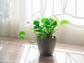 Golden green pothos or Epipremnum aureum on table at window in home and garden. Royalty Free Stock Photo