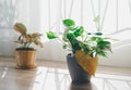 Golden green pothos or Epipremnum aureum on table at window in home and garden. Royalty Free Stock Photo