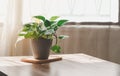 Golden green pothos or Epipremnum aureum on table at window with sunlight in home and garden. Royalty Free Stock Photo