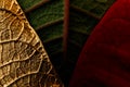 Golden, green and red Christmas flower leaves. Poinsettia. Macro Royalty Free Stock Photo