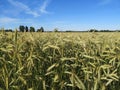 Golden-green rye field on sunny summer day Royalty Free Stock Photo