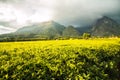 Golden green tea plantations at the foot of mount Mulanje