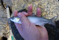 The golden grey mullet (Chelon aurata) is a fish in the family Mugilidae. Fish caught off the coast of Spain Royalty Free Stock Photo