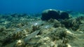 Golden grey mullet (Chelon auratus) undersea, Aegean Sea, Greece, Halkidiki