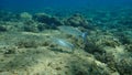 Golden grey mullet (Chelon auratus) undersea, Aegean Sea, Greece, Halkidiki