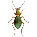 Golden ground beetle