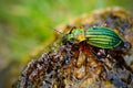 Golden ground beetle, Carabus auronitens, beautiful glossy insect on the wet stone. Water scene with shiny Golden ground beetle.