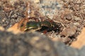 Golden ground beetle