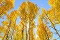 Golden Grove in Autumn Colorado Royalty Free Stock Photo