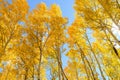 Golden Grove in Colorado Royalty Free Stock Photo