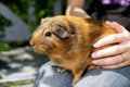 Golden guinea pig