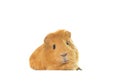 Golden guinea pig Royalty Free Stock Photo