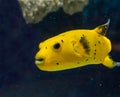 Golden guineafowl puffer fish smiling with its massive teeth and swimming around in the water