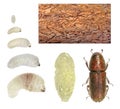 Golden haired bark beetle, Hylurgus micklitzi