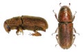 Golden haired bark beetle, Hylurgus micklitzi