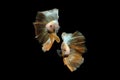 Golden halfmoon rosetail grizzle betta siamese fighting fish on black background