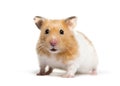 Golden Hamster in front of white background Royalty Free Stock Photo