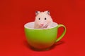 Golden hamster in green cup on red background Royalty Free Stock Photo