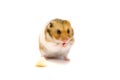 Golden hamster isolated on white