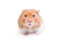 Golden hamster isolated on white Royalty Free Stock Photo