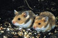 Golden Hamster, mesocricetus auratus, Adults Eating