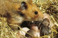 Golden Hamster, mesocricetus auratus, Female with Youngs standing in Nest
