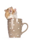 Golden hamster on white background