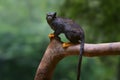 Golden-handed Tamarin monkey