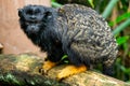 Golden handed Tamarin. Tamarin Saguinus midas