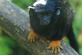 Golden-handed tamarin