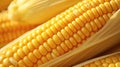 Golden Harvest: Close-up of Plump Yellow Sweet Corn Ears