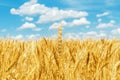 Golden harvest and clouds in blue sky