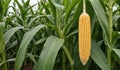 Golden Harvest Corn on Cob Amongst Cornstalks Royalty Free Stock Photo