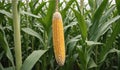Golden Harvest Corn on Cob Amongst Cornstalks Royalty Free Stock Photo