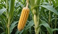 Golden Harvest Corn on Cob Amongst Cornstalks Royalty Free Stock Photo