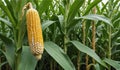 Golden Harvest Corn on Cob Amongst Cornstalks Royalty Free Stock Photo