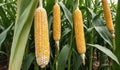 Golden Harvest Corn on Cob Amongst Cornstalks Royalty Free Stock Photo