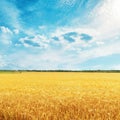 Golden harvest field with wheat and clouds