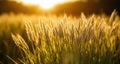 Golden Harvest - A field of wheat under the sun\'s glow